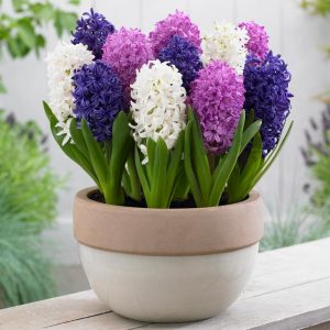 Hyacinth flower Decoration tips for home